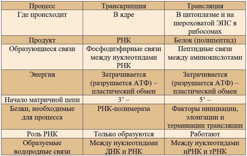 Схема регуляции транскрипции и трансляции